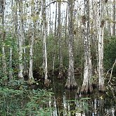 Everglades